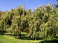 Weeping Willow / Salix babylonica 